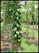 Papayas growing on tree trunk